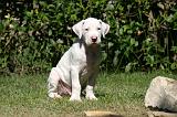 DOGUE ARGENTIN 545